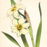 Botanical: Primrose Peerless