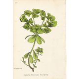 Botanical: Sun Spurge