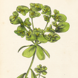 Botanical: Sun Spurge
