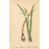 Botanical: Summer Snowflake