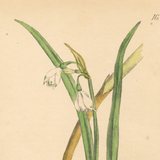 Botanical: Summer Snowflake