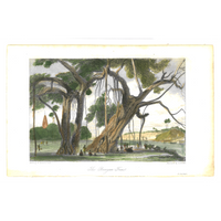 William Daniell : The Banyan Tree