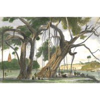 William Daniell : The Banyan Tree