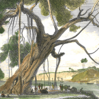 William Daniell : The Banyan Tree