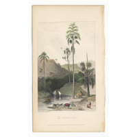 William Daniell : The Talipat Tree