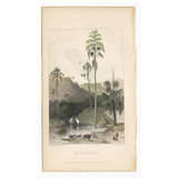 William Daniell : The Talipat Tree
