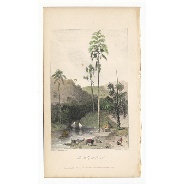 William Daniell : The Talipat Tree
