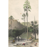William Daniell : The Talipat Tree