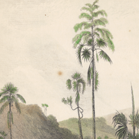 William Daniell : The Talipat Tree