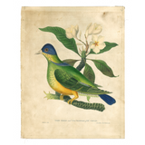 James Forbes : Green Pigeon and Champah