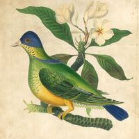James Forbes : Green Pigeon and Champah
