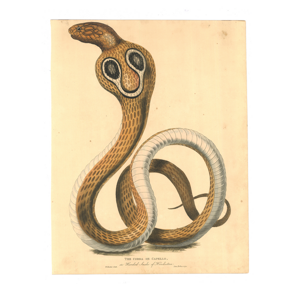 James Forbes : Cobra de Capello