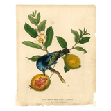 James Forbes : Blue Banana Bird