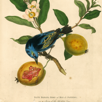 James Forbes : Blue Banana Bird