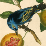 James Forbes : Blue Banana Bird