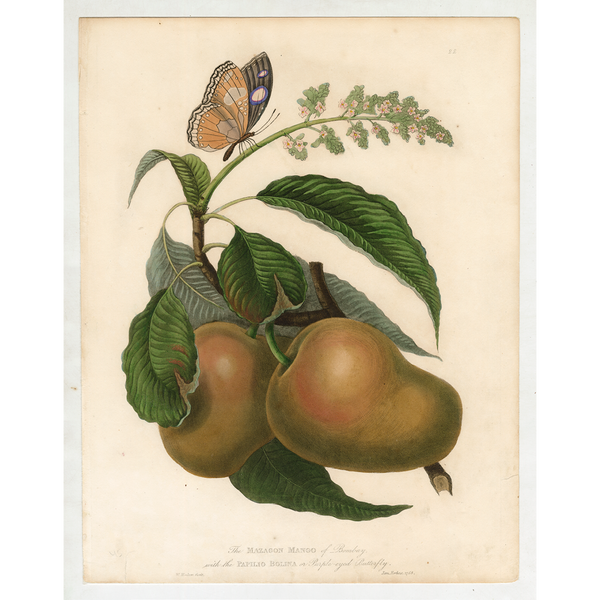 James Forbes : The Mazagon Mango