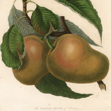 James Forbes : The Mazagon Mango