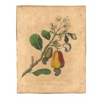 James Forbes : Cashew Apple of Malabar