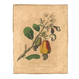 James Forbes : Cashew Apple of Malabar