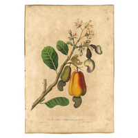 James Forbes : Cashew Apple of Malabar