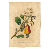 James Forbes : Cashew Apple of Malabar