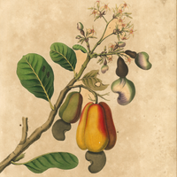 James Forbes : Cashew Apple of Malabar