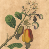 James Forbes : Cashew Apple of Malabar