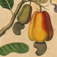 James Forbes : Cashew Apple of Malabar