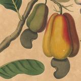 James Forbes : Cashew Apple of Malabar