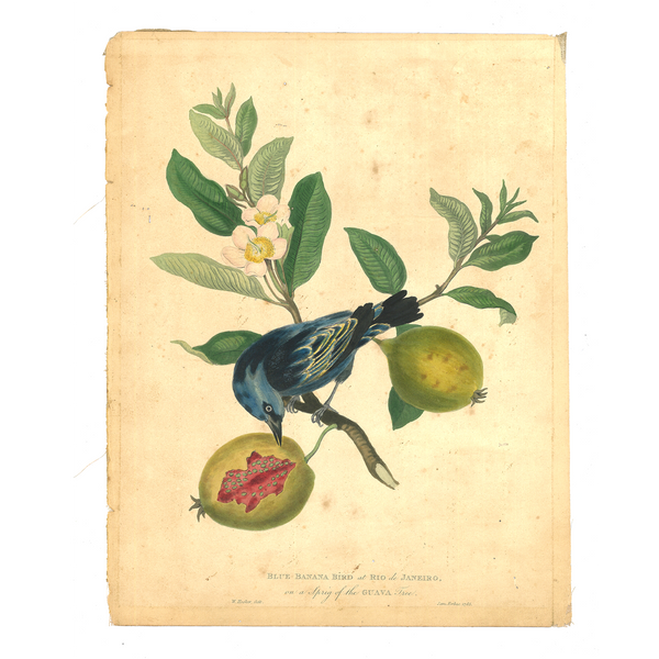 James Forbes : Blue Banana Bird