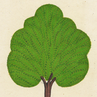 Miniature Tree 9